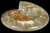 Wide Polished Fossil Ammonite Dish - Inlaid Ammonite #133247-1